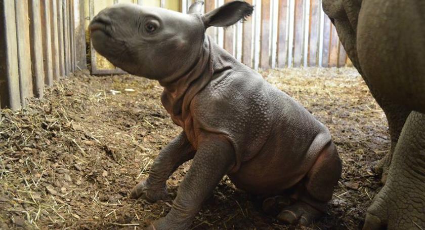 Poznajcie nowego mieszkańca warszawskiego zoo
