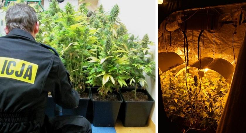 Wezwali policję, a w piwnicy mieli plantację marihuany [ZDJĘCIA i FILM]