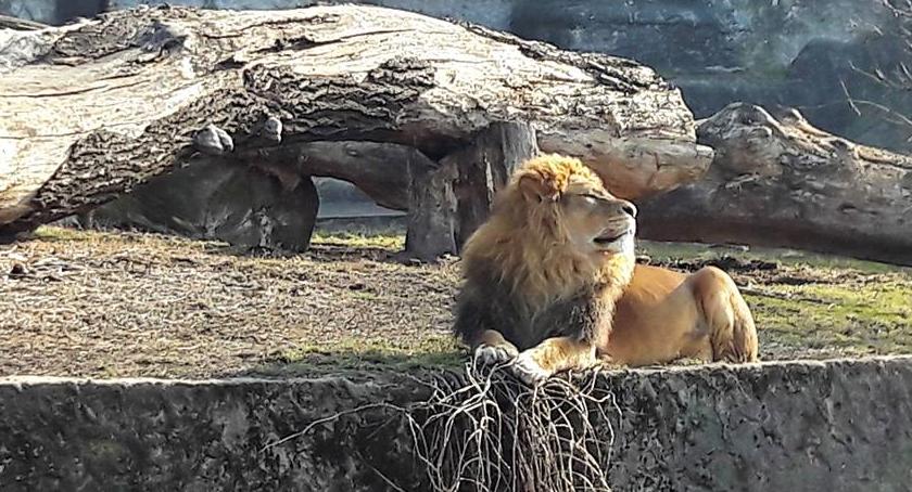 Chętni do wymalowania muralu przy zoo poszukiwani