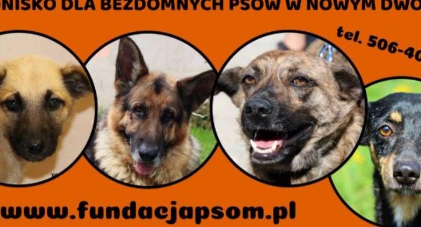 Schronisko w Nowym Dworze Mazowieckim potrzebuje naszej pomocy
