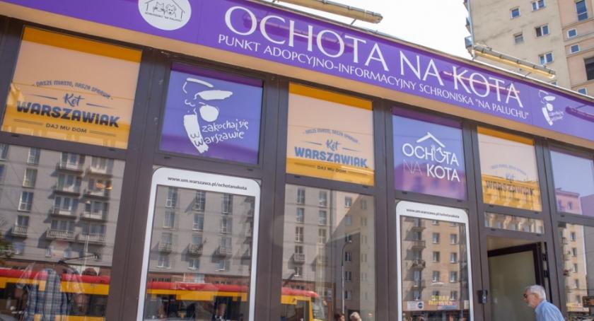 Ochota na kota - punkt adopcyjny schroniska Na Paluchu już działa
