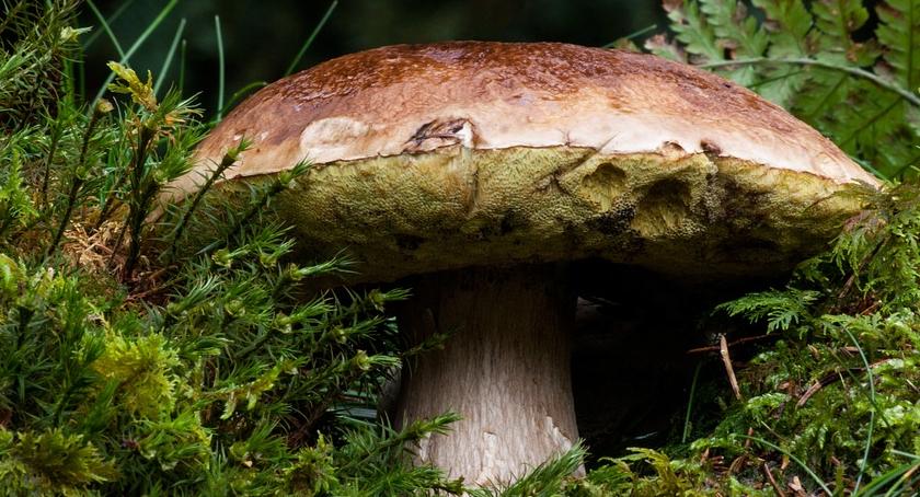 Kara za zbyt dużą ilość zebranych grzybów