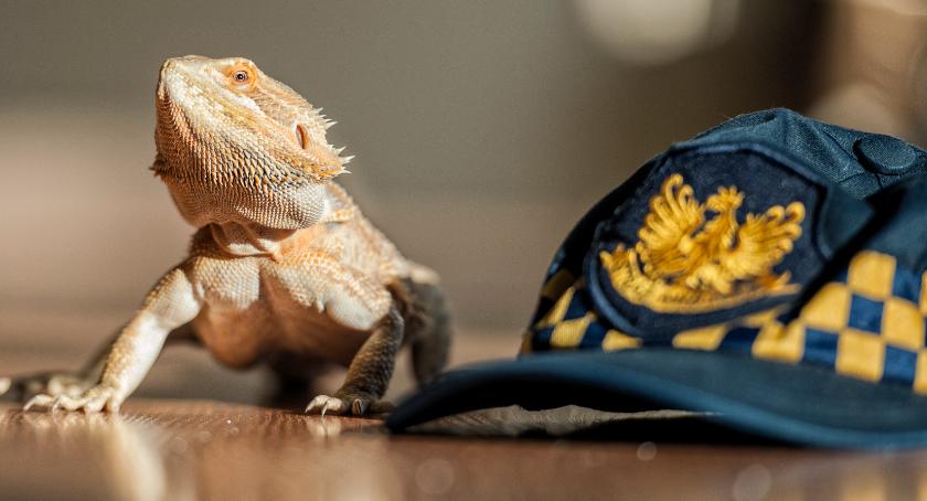 8,5 tys. odłowionych zwierząt, 1,5 tys. interwencji miesięcznie - Ekopatrol w akcji [ZDJĘCIA]