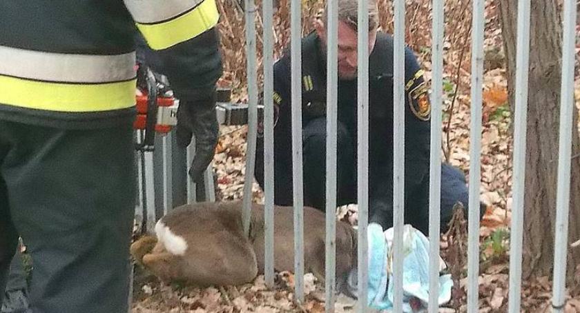 Młoda sarna utknęła między prętami ogrodzenia