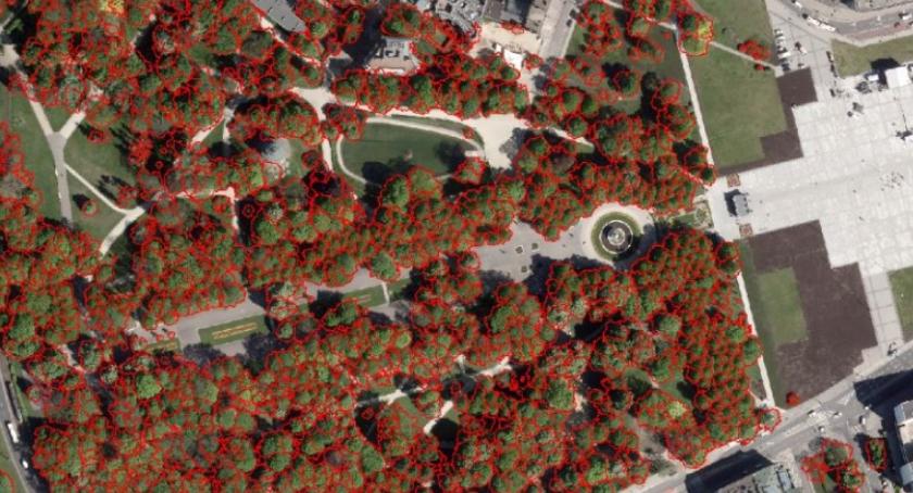 Powstaje Mapa Koron Drzew