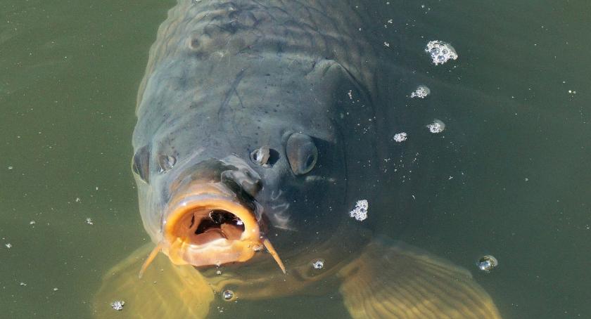 Gdzie kupić żywego karpia? Sklepy wycofują się ze sprzedaży