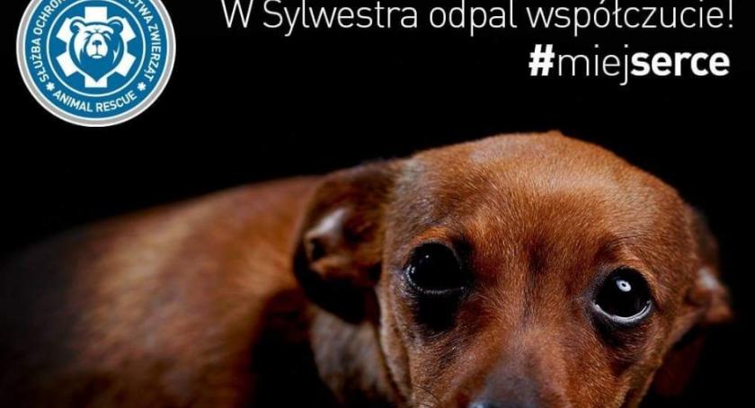 Ruszył Sylwestrowy Patrol Animal Rescue Polska