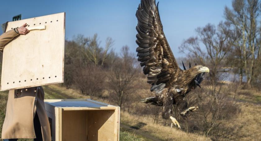 Po 11 miesiącach leczenia bielik powrócił do naturalnego środowiska