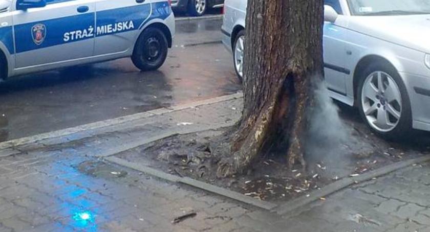 Zapaliło się...wnętrze drzewa [ZDJĘCIA]