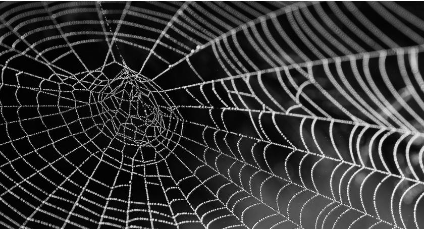 Spider-man byłby zachwycony! Zapraszamy do świata pająków w PKiN. 
