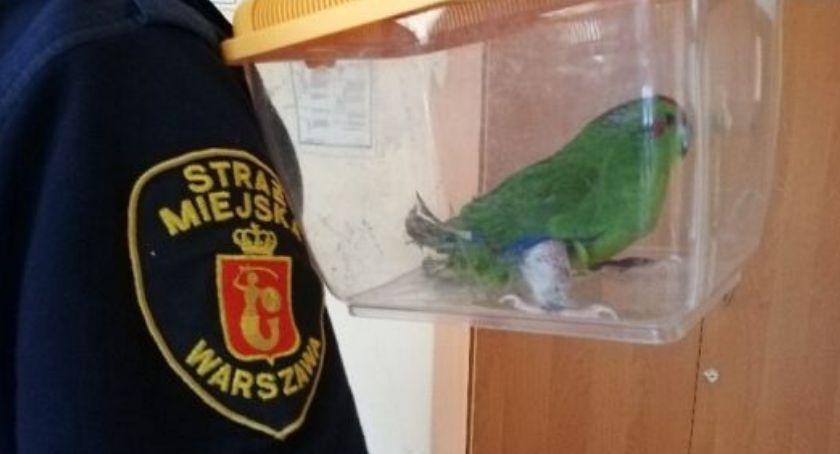 Chora papużka wleciała do jednego z mieszkań