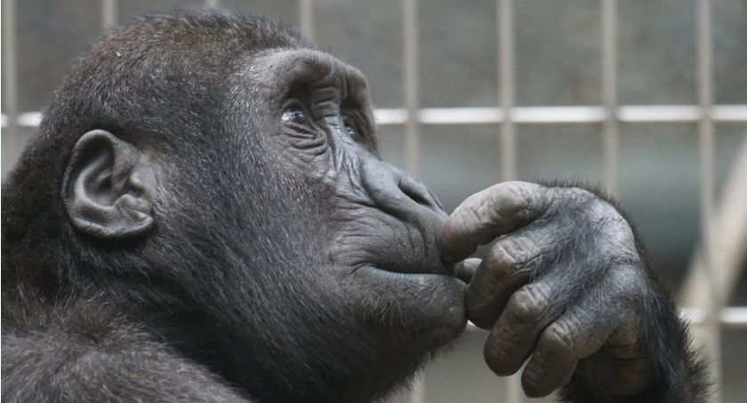 Światowy Dzień Goryla w warszawskim ZOO
