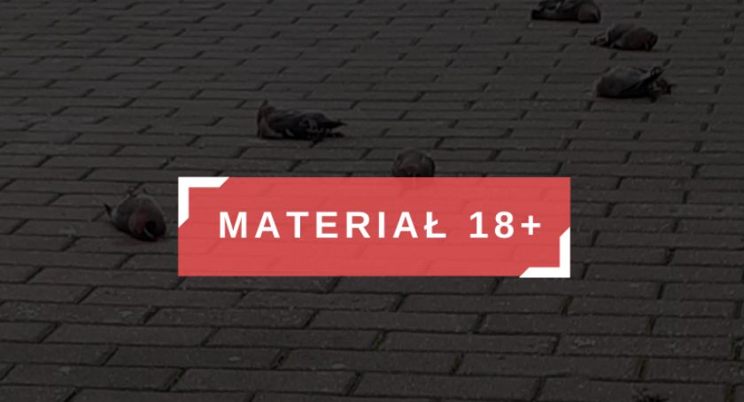 Martwe ptaki. Horror na ul. Senatorskiej [MATERIAŁ ZAWIERA DRASTYCZNE ZDJĘCIA]