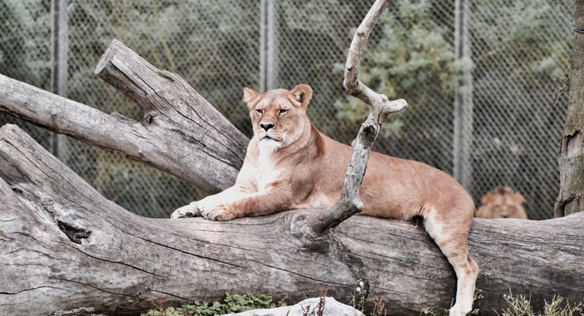 Tydzień Misji Ogrodów Zoologicznych i Akwariów