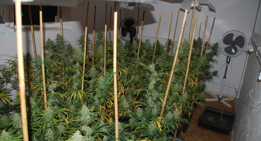 Plantacja marihuany zlikwidowana pod Warszawą