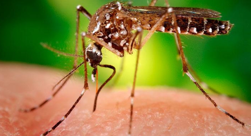 Wrócili z wakacji z wirusem Zika. Pierwsze przypadki zakażenia w Polsce