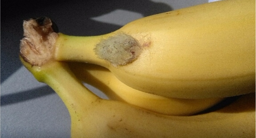 Pająk w bananach w jednej z firm na Włochach