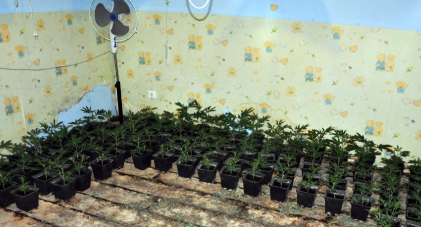 Kolejni plantatorzy marihuany złapani. Policja zatrzymała dwóch Wietnamczyków 