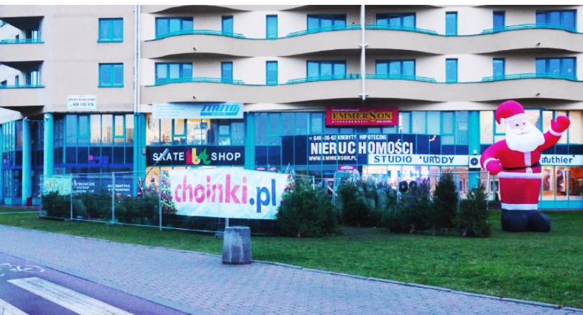 Sprawdź, gdzie legalnie kupić choinkę