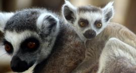 Baby boom w Warszawskim ZOO