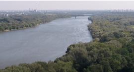 Ile warszawskie drzewa zarabiają rocznie? Badanie wskazuje, że mogłyby być na liście Forbes 