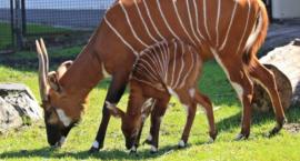 W warszawskim ZOO urodziła się antylopka bongo. Mieszkańcy stolicy wybiorą imię dla maluszka 