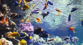 Światowy Dzień Oceanów w Warszawskim ZOO