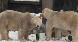 Warszawskie ZOO potrzebuje modernizacji lwiarni i wybiegu dla niedźwiedzi