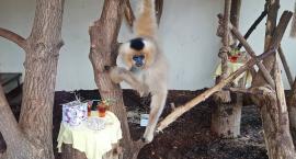 Warszawskie ZOO: stara małpiarnia też do modernizacji?