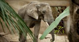 Zostań pomocnikiem św. Mikołaja! Podaruj zwierzakom z Warszawskiego ZOO magię Świąt