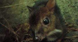 Warszawskie ZOO: narodziny małego kanczyla! [ZDJĘCIA]