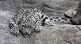 Zmarła pantera śnieżna z Warszawskiego ZOO. Zachorowała na COVID-19