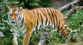 Warszawskie ZOO: czy będą darmowe weekendy?