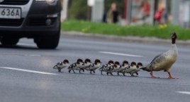 Nurogęsi będą wędrować przez Warszawę