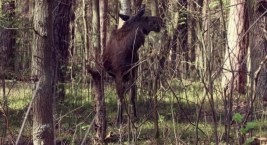 Kampinoski Park Narodowy to doskonałe miejsce na spacer [ZDJĘCIA]