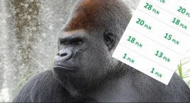 Wejdźmy do świata zwierząt. Ile zapłacimy za bilet do Warszawskiego ZOO?
