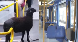 Osobliwa pasażerka w autobusie miejskim. Zaskoczyła innych podróżnych