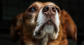 W końcu ruszyła budowa pawilonu geriatrycznego na Paluchu