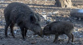 Będzie odstrzał dzików na Mazowszu. Co z Warszawą?