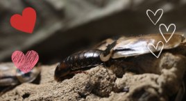 Adoptuj karaczana i nazwij go imieniem eks. Nietypowa akcja łódzkiego ZOO 