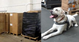 Pies Dolar pomógł znaleźć 16 ton nielegalnego tytoniu [ZDJĘCIA]