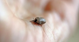 Ohyda. Pierwsza plaga kleszczy w tym roku