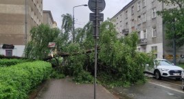 Drzewo runęło na ziemię [ZDJĘCIA]