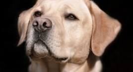 Ogólnopolski Dzień Dogoterapii. Czym jest? Czemu służy?
