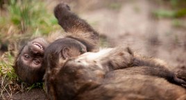ZOOstaw, NIE porywaj! - Finał kampanii, efekty pomocy zwierzętom [ZDJĘCIA]