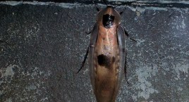 Kolejna plaga robactwa w mieście