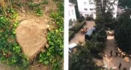 Wycinka przed Warszawską Operą Kameralną. Powodem zagrożenie dla ludzi?