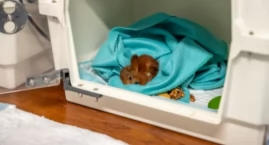 Ten ośrodek od 15 lat pomaga leśnym zwierzętom! 