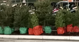 Niebawem Święta Bożego Narodzenia. Ile zapłacimy za choinkę?