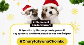 Żywe bombki na choince? Trwa akcja Charytatywna Choinka 2023